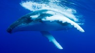 Some crowds we’ve come to expect: the shopping mall at Christmastime, your voting precinct when it’s a presidential election, middle-school girls, well, anywhere. But humpback whales swarming in one place? Not so much, say whale researchers. But that’s exactly what […]