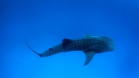 The shark is seen by divers in many places, including the Bay Islands in Honduras; Thailand; the Philippines; the Maldives; Western Australia’s Ningaloo Reef; Isla Mujeres, Mexico; La Paz, Mexico; the Seychelles; and Sri Lanka. Here are 7 facts about […]