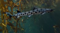 When hundreds of leopard sharks were found dead and dying in California’s San Francisco Bay earlier this month, we wanted to learn more about these beautiful fish. Here are 10 interesting facts about Triakis semifasciata. 1) The leopard shark is […]
