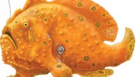 Fascinating to divers and dreaded by its prey, the frogfish is the ocean’s master of aggressive mimicry. 1) Due to its amazing camouflage and complex luring behaviors, the frogfish is considered one of the most complicated, efficient examples of aggressive […]