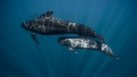Pilot whales are actually the second-largest dolphin in the world. Only the orca, or killer whale, is larger. Here are eight interesting facts about them, including the reasons why they are known for mass strandings. 1. Pilot whales live nearly […]