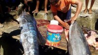 A huge fish covered in ‘tattoos’ has been caught in the Philippines. Where you would expect plain scales, the fish has intricate blue designs of a crown and a shield, lettering and entwined plant leaves instead. The fishermen who caught […]