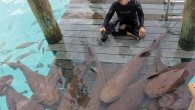 Underwater shooter and expedition leader Amanda Cotton added one more title to her name in 2014: nonprofit starter. Fed up with challenges in the industry, she decided to empower young women by connecting them with the dive community’s female leaders, […]