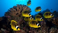 The oval-shaped raccoon butterflyfish (Chaetodon lunula) have black and white bands over the face and eyes, similar to a raccoon’s mask. Here are seven more fun facts about this lovely fish! 1. The oval-shaped raccoon butterflyfish can reach a length […]