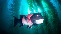 Considered Vulnerable for extinction by the IUCN, California sheephead (Semicossyphus pulcher) is a species of wrasse native to the eastern Pacific Ocean, ranging from Monterey Bay, California, to the Gulf of California, Mexico. California scuba divers encounter them in offshore […]