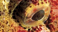 It is said that eyes are the window to the soul. Photos of eyes captivate because they give the viewer a deeper connection with the subject. When it comes to marine life, the eyes are incredibly diverse, from the compound […]