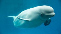 Vancouver Park Board is banning the city’s aquarium from bringing in new whales, dolphins and narwhals — even those that are injured or rescued. Animal rights groups supported the move, arguing that keeping cetaceans in captivity is cruel. “There’s substantial […]