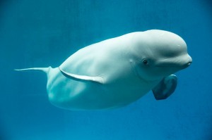 Vancouver Park Board is banning the city’s aquarium from bringing