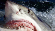 If you’re afraid of sharks, well, this blog should convince you it’s actually orcas you should avoid. Orcas are among the most savage killers in the ocean, wrecking tiger sharks, seals, beaked whales—and probably one of the most infamous apex […]
