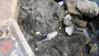 Zonguldak’ın Ereğli ilçesinde bu sabah sahile giden vatandaşlar şok oldu. Denizin açıklarında 2 yunus ölüsü bulunurken, bir yavru yunus da kıyıya vurdu. Zonguldak’ın Ereğli ilçesi açıklarında 2 yunus ölüsü bulunurken, bir yavru yunus da kıyıya vurdu. Karadeniz Ereğli’nin yaklaşık 200 […]