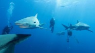 Shark-feed dives can be a bit of a controversial topic in Florida. Some locals think feeding sharks makes them associate humans with food and that the practice should be banned. Others feel it’s a great way to educate people about […]