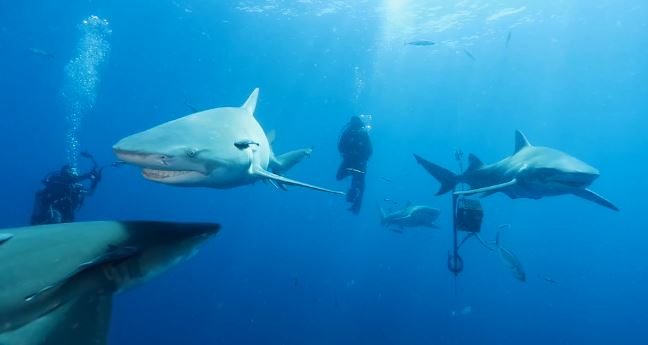 Shark-feed dives can be a bit of a controversial topic