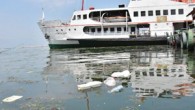 İzmir Büyükşehir Belediyesi tarafından ‘Yüzülebilir Körfez Projesi’ kapsamında çalışma sürerken, Kordon boyundaki deniz kirliliği kente yakışmayan görüntüler oluşturdu. SAHİL KEYFİNİN TADI KAÇTI Pasaport bölgesinde her türlü çöp, yosunların arasında denizin kıyıya yakın yüzeyine vurunca sahil keyfinin tadı kaçtı. Denizin kıyıya […]