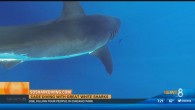 SAN DIEGO (NEWS 8) – If you’re not among those losing sleep over the recent Great White Shark sightings along the California coast, you’re probably chomping at the bit to see the this summer’s shark attack thriller “47 Meters Down”. […]