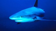 CHARLOTTE, N.C. — A Concord mother of three was snorkeling in the Bahamas last week when a shark latched onto her arm and didn’t let go, severing her limb, WBTV reported. On Friday she had her third and perhaps final […]