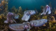 AN AWARD-WINNING Mosman photographer said it was the pinnacle of his career to have been recognised as a finalist in the prestigious worldwide competition, Wildlife Photographer Of The Year 2016. The fascinating work of Scott Portelli, who specialises in wildlife, […]
