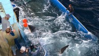 If there’s one shark that everyone on the East Coast is aware of, it’s a 17-foot, 3,500-pound princess named Mary Lee. Mary Lee was tagged off the coast of Cape Cod in September 2012 as part of the OCEARCH program, […]