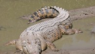 A family in India was observing Ekadashi in the National Chambal Gharial Wildlife Sanctuary when a crocodile fatally attacked a 20-year-old woman as she bathed on the banks of a river. The tragedy occurred Tuesday on the Chambal River in […]