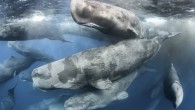 An underwater photographer found himself amidst a rare and enormous gathering of sperm whales; his photos are out of this world. Tony Wu is a naturalist and photographer who has been using his gifts for decades to encourage people to […]