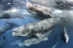 An underwater photographer found himself amidst a rare and enormous