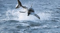 Despite its fearsome reputation, the great white shark is suffering frighteningly at the hand of man. Here are 15 interesting facts about the great white shark. 1. The great white shark gives birth to litters of two to 14 young […]