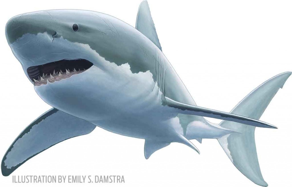 1. The great white shark gives birth to litters of two to 14 young