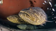 This stretch of southeast Florida coast boasts new wrecks, a classic macro haven and more for scuba divers to explore. The anchor chains of the Ana Cecilia guide us like a runway, building the anticipation until we finally reach the […]