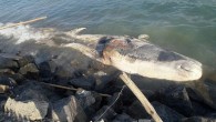 Hatay’ın Arsuz ilçesinde yaklaşık 12 metre uzunluğundaki ölü beyaz balina kıyıya vurdu. Alınan bilgilere göre, Karaağaç Mahallesi’nde sahilden kötü koku gelmesi üzerine vatandaşlar, kıyıya vurmuş ve yaklaşık 12 metre uzunluğundaki ölü beyaz balinayı fark etti. Vatandaşların durumu bildirmeleri üzerine, sahil […]