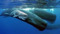 Whales, dolphins, and fish are suffering from human noise pollution – and the effects are getting worse. Underwater noise pollution from things like shipping, seismic surveys and naval sonar is have an increasingly detrimental effect on marine wildlife, according to […]