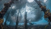 FIRST PLACE WINNING PHOTO HONORABLE MENTIONS Source: Sport Diver