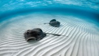 I’ve always loved being in the water and watching animal documentaries, so I decided to experience the underwater world for myself by taking a scuba diving certification course. I’ve earned my C-card, but I’m a little nervous about coming into […]