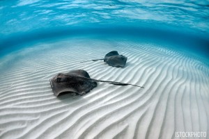 I’ve always loved being in the water and watching animal