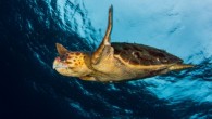 Two men were arrested Wednesday after Florida state investigators reported finding them with about 500 sea turtle eggs, a state spokeswoman said. Raymond Saunders and Carl Cobb of Riviera Beach were arrested on felony charges of possession of more than […]