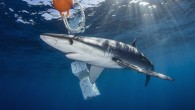 Florida senators introduced a bill that would ban U.S. operators from baiting or feeding sharks for any reason other than harvesting them. The bill, named the Access for Sportfishing Act of 2016, had not been put to a vote, but […]
