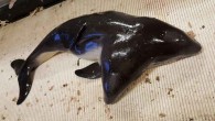 Dutch fisherman inadvertently caught a two-headed harbour porpoise as bycatch in a beamtrawl net in the North Sea last month. This is believed to be the first known case of a two-headed porpoise, according to National Geographic. The fishermen threw […]