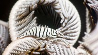 The first photos many photographers take underwater are of patterns. Aiming your lens at the details of a stationary leather or brain coral is a sensible way to learn the basics. The pictures are attractive too. Our eyes — or […]