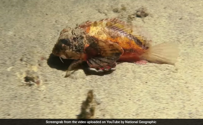 BALI, Indonesia — A diver who plunged into the water