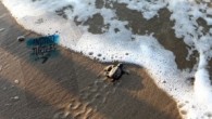 Mavi ve Orta Anadolu, “İndigo Turtles” projesiyle, Ekolojik Araştırmalar Derneği’nin (EKAD) çalışmalarına destek vererek, nesli tükenmekte olan deniz kaplumbağalarını korumaya devam ediyor. 2014 yılında başlayan ve her yıl 15 bin yavrunun kurtarıldığı proje kapsamında, 110 milyon yıldır yaşayan, Akdeniz faunasının […]