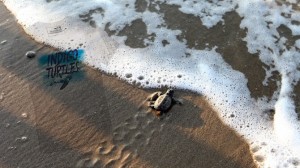 Mavi ve Orta Anadolu, “İndigo Turtles” projesiyle, Ekolojik Araştırmalar Derneği’nin