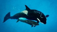 The last killer whale born in captivity under SeaWorld’s controversial orca-breeding program has died at the US company’s San Antonio park. Three-month-old Kyara was treated for an infection last weekend, SeaWorld said in a statement, but its health had continued […]