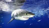 Shark Myth No. 1: Michael Phelps is faster than a great white shark In a pool, ocean, bay, sea, river, kiddie pool, bathtub, whatever body of water you can name, Michael Phelps cannot outswim a great white. MP may be […]