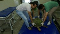Sahilde yaralı ve bitkin halde caretta caretta bulan çevredekiler, durumu Sahil Güvenlik Komutanlığı ekiplerine bildirdi. Olay yerine gelen ekipler, denizkaplumbağasını Dörtyol Doğa Koruma ve Milli Parklar Şube Şefliği görevlilerine teslim etti. İlk müdahalesi yapılan caretta caretta, Mustafa Kemal Üniversitesi Deniz […]