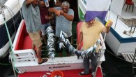 HATAY (AA) – Hatay’ın Samandağ ilçesinde denizde çekim yapan su altı görüntü yönetmeni Tahsin Ceylan, dinamitle telef edildiği belirlenen çok sayıda balık buldu. Ceylan’ın, Samandağ-Yayladağı arasındaki Kamışlı Koyu noktasında bulduğu ölü balıklar, tekneyle Çevlik Limanı’na getirildi. Balıklar, daha sonra İlçe […]