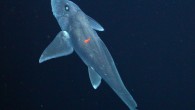 Video of a rare deep-sea shark has finally been released almost six years after it was taken. Scientists at California’s Monterey Bay Aquarium Research Institute recorded what is believed to be the first-ever video of a large, deep-sea “ghost shark,” […]