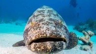 Goliath grouper are at the center of a debate raging in Florida. Fishermen say they are a nuisance. Divers say they are great for tourism. Some scientists say they haven’t recovered from decades of overfishing. Meanwhile, the Florida Fish & […]