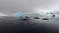Scientists have conclusive evidence that the source of a unique rhythmic sound, recorded for decades in the Southern Ocean and called the “bio-duck,” is the Antarctic minke whale (Balaenoptera bonaerensis). First described and named by submarine personnel in the 1960s […]