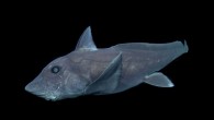 It’s that time again to be afraid of entering the water: The Discovery Channel’s 29th annual “Shark Week” is here. Whether you love them, fear them, or feel yourself inexplicably drawn to them, it’s clear these formidable fish play an […]