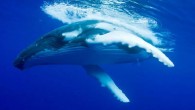 While humpback whales are found in various spots around the world, as their annual migration takes place in southern oceans, the baleen whales have also shown up in a more unexpected place — New York City. For the first time […]