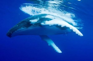 While humpback whales are found in various spots around the