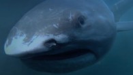 A diver got an incredibly close view of a megamouth shark, one of the rarest sharks in the world. Source: ABC News